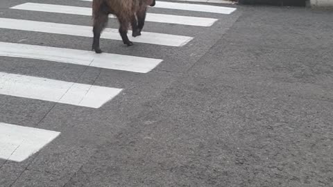 Boar Learned to Use Crosswalks in Israel