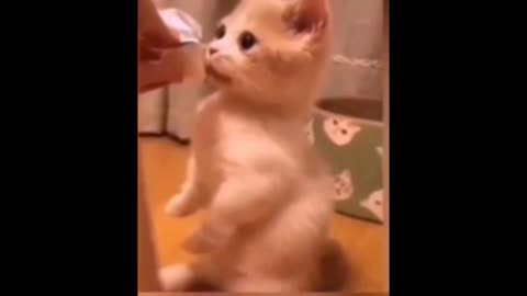 Cute Cats and Dogs Videos ♥ Best Funny Cats Dogs Video Compilation