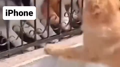 Funny dog barking