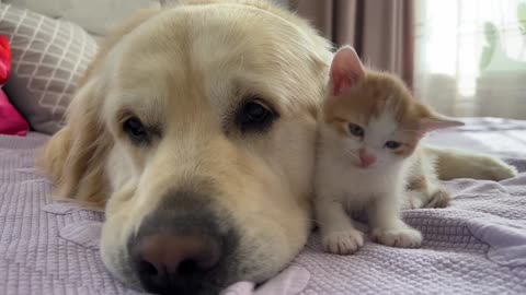 Tiny Kitten Demands Attention from Golden Retriever [Cuteness Overload]