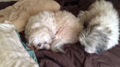 Oblivious dog enjoys bone while her jealous sister watches