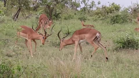 Deers fighting