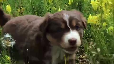 Puppies Learn To Aussie ~ Australian Shepherd Puppies ~ Wiggle Fun!