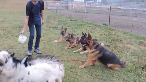 Trained German Shepherd behave around farm animals