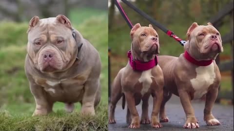 American Bully Different Breeds Part 3 Pocket Size American Bully Dog Breed