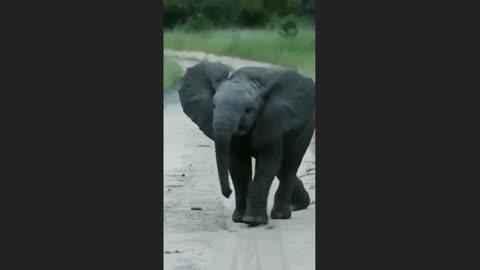 Elephant Funny Dance Video