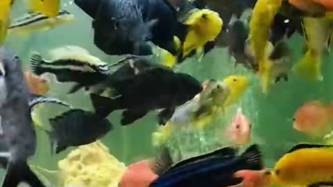 My cichlids heaven