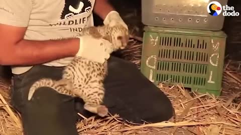 Watch This Mama Leopard Reunite With Her Baby And Carry Him Off In Her Mouth | The Dodo