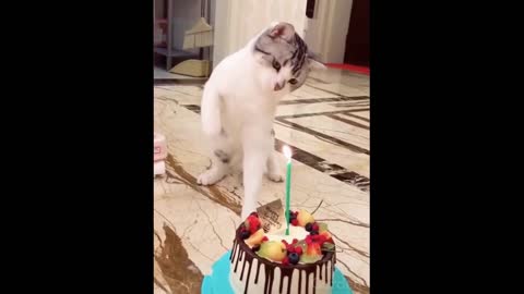 funny cute dogs cats