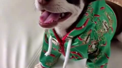 The best videos funny de chiens, Pere noël