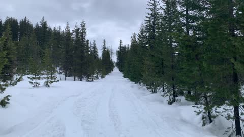 Overcast Sky Light Giving Trees a Vibrancy – Potato Hill Sno-Park – Central Oregon – 4K