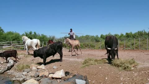 Livestock grazing, herd of horses and bulls eating inside fence in farm in Camargue, southern France