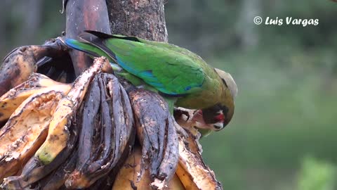 Brown-hooded Parrot