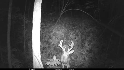 Larger buck 8-22-2023