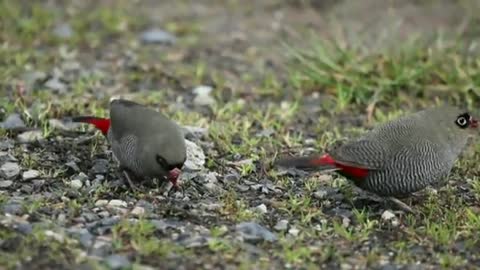 Beautiful firetail || Stagonopleura bella