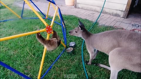 Baby Sloths Being Sloths|| Funniest Videos❤️So Cute