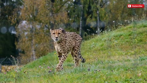 In Madhya Pradesh_ 8 Namibian cheetahs will be released into the wild