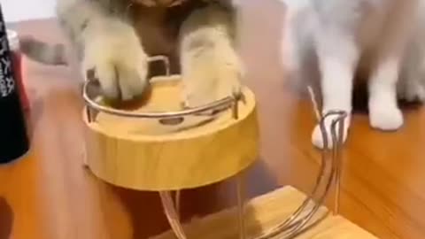 funny cute cat