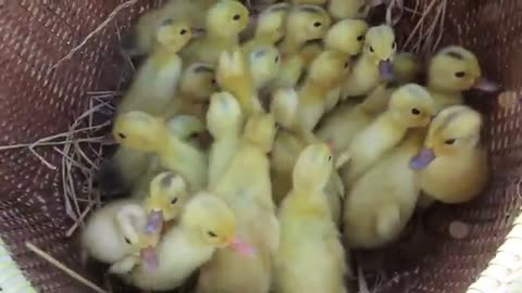 Amazing pekin 40duckling hatching from eggs-cute cute duck baby born