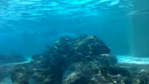 Florida Underwater View