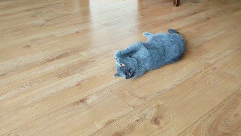 Blue British Shorthair Chonks