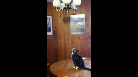 Cat desperately wants to play with own reflection