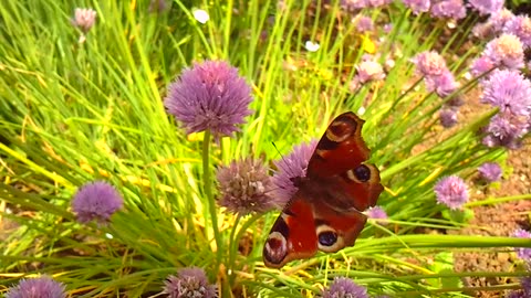 A beautiful butterfly sits on a lavender flower in Germany