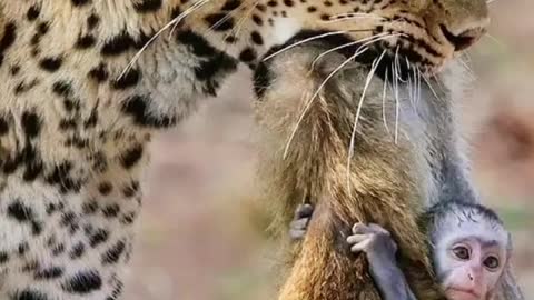 Mom's neck was bitten off by a leopard little monkey