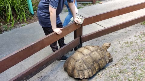 Spencer at Flamingo Gardens turtle VID_20220417_153239