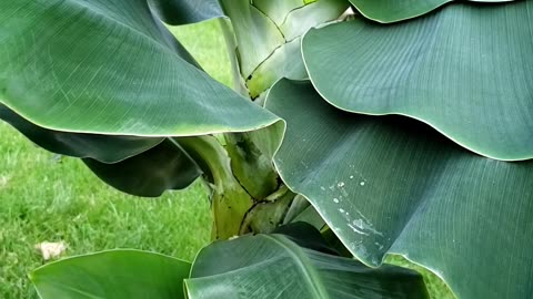 Taking care of baby banana plants from mother plant