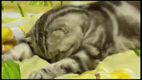 Funny cats🤣check this out try not lough cute pets🥰