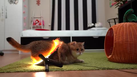 Hosico Jumping Through Burning Hoop!