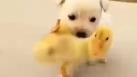 Cute dog & cute puppied