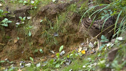 Fishing Cat: The Cat That Hunts Underwater