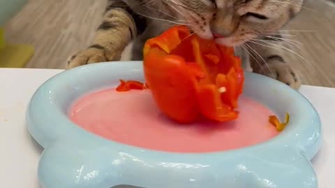 Greedy cat