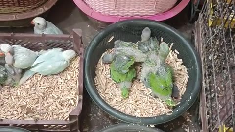 baby parrots , parrots , breed of parrots , animals , video for kids