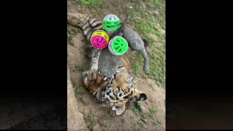 Meet the Little Bengal Tiger Cub