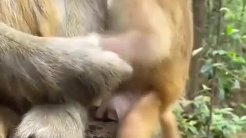 Funny Child Monkey Play With Her Mother