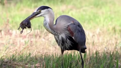 Heron hunting scene