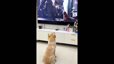 The Dog Watching the Tv