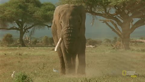 African Elephant