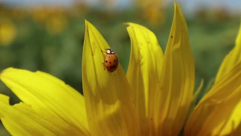 The Ladybug he Bumblebee and the Sunflower