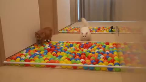 Ballpool Obstacle Course Challenge😂😉.