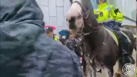 Toronto Police send in a horse to protect drag story hour at the Toronto Public Library