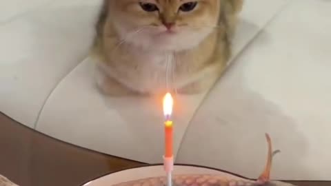 Cat 😺🐈 Birthday 🎂 Celebration 🎉🎊