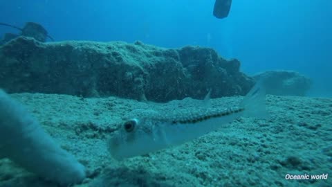 Diver🐠 Playing With Puffer Fish 🐟