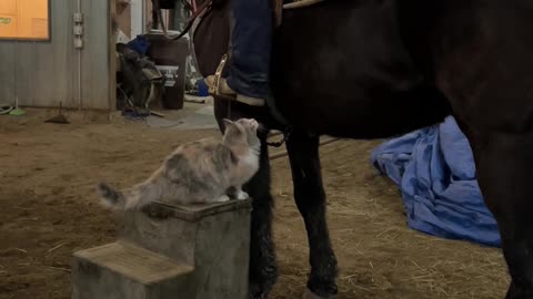 Cat Jumps Up on Horse With Rider