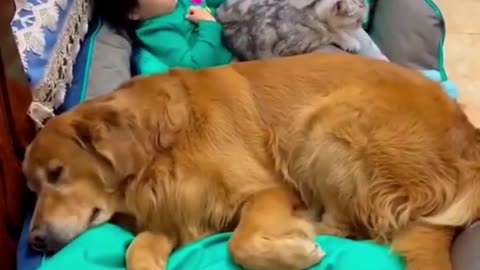 Funny video cat and dog