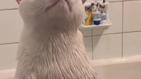 cute white cat has a bath