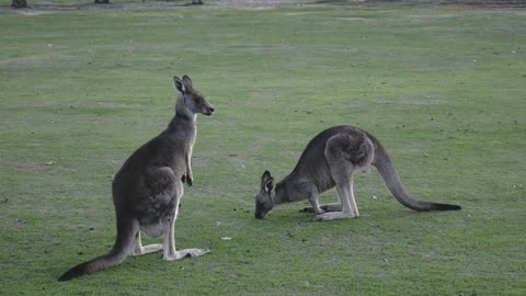 Kangaroo beautiful video